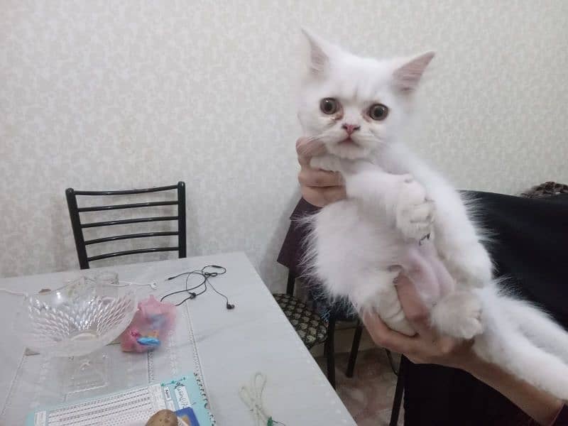 urgent sale pure white Persion kittens mail & female available. 2