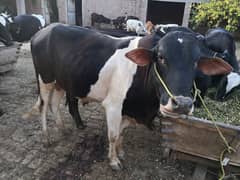 COWs and Bulls for Eid-Ul-Adha
