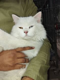 Triple Clated Persian Cat (Male)
