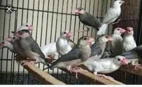 Java Finches 0