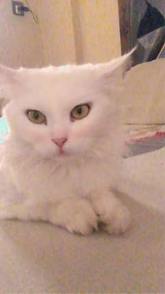 Hi there my cats name sweety and sharu