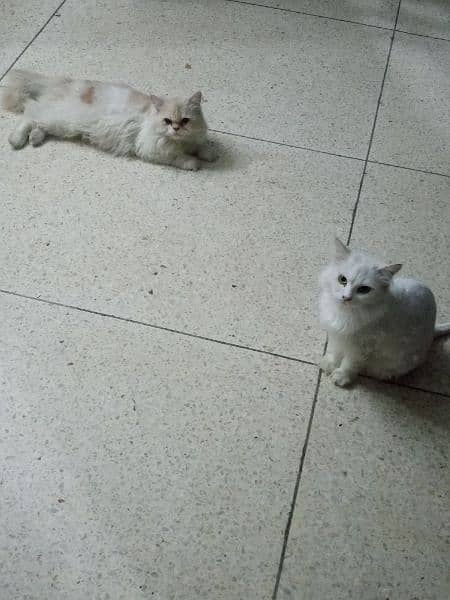 Hi there my cats name sweety and sharu 5
