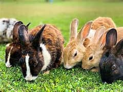 Rabbit Animal Different Color For Sale In Khairpur Tamewali
