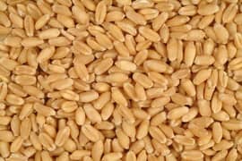 new wheat/gandum for sale