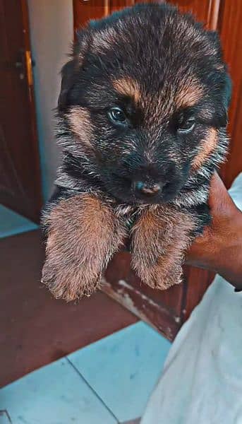 German Shepherd male pups available for sale very healthy and actiive 3