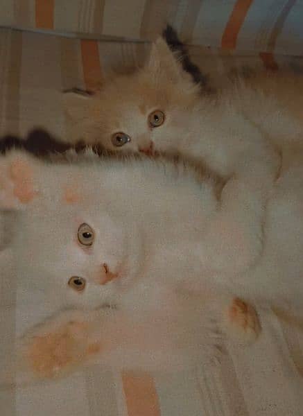 Triple coated male white kitten 1