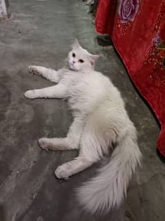 Triple coated Persian cat