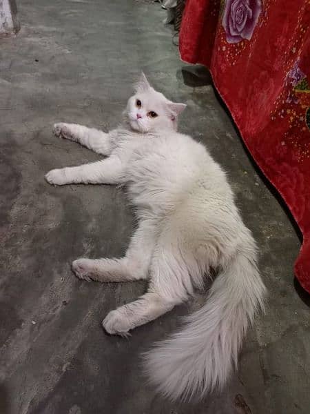Triple coated Persian cat 0
