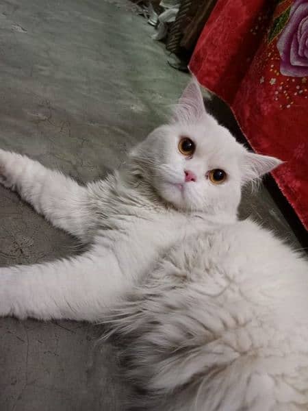 Triple coated Persian cat 1