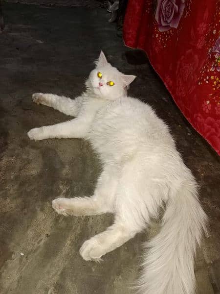 Triple coated Persian cat 2