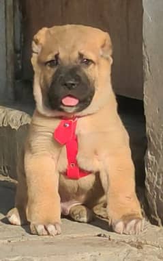 King kurdish kangaal male pure breed security dog 2months for sale