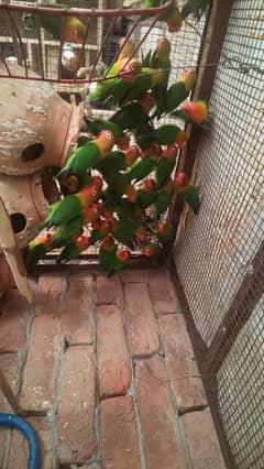 Parrots in different Rates