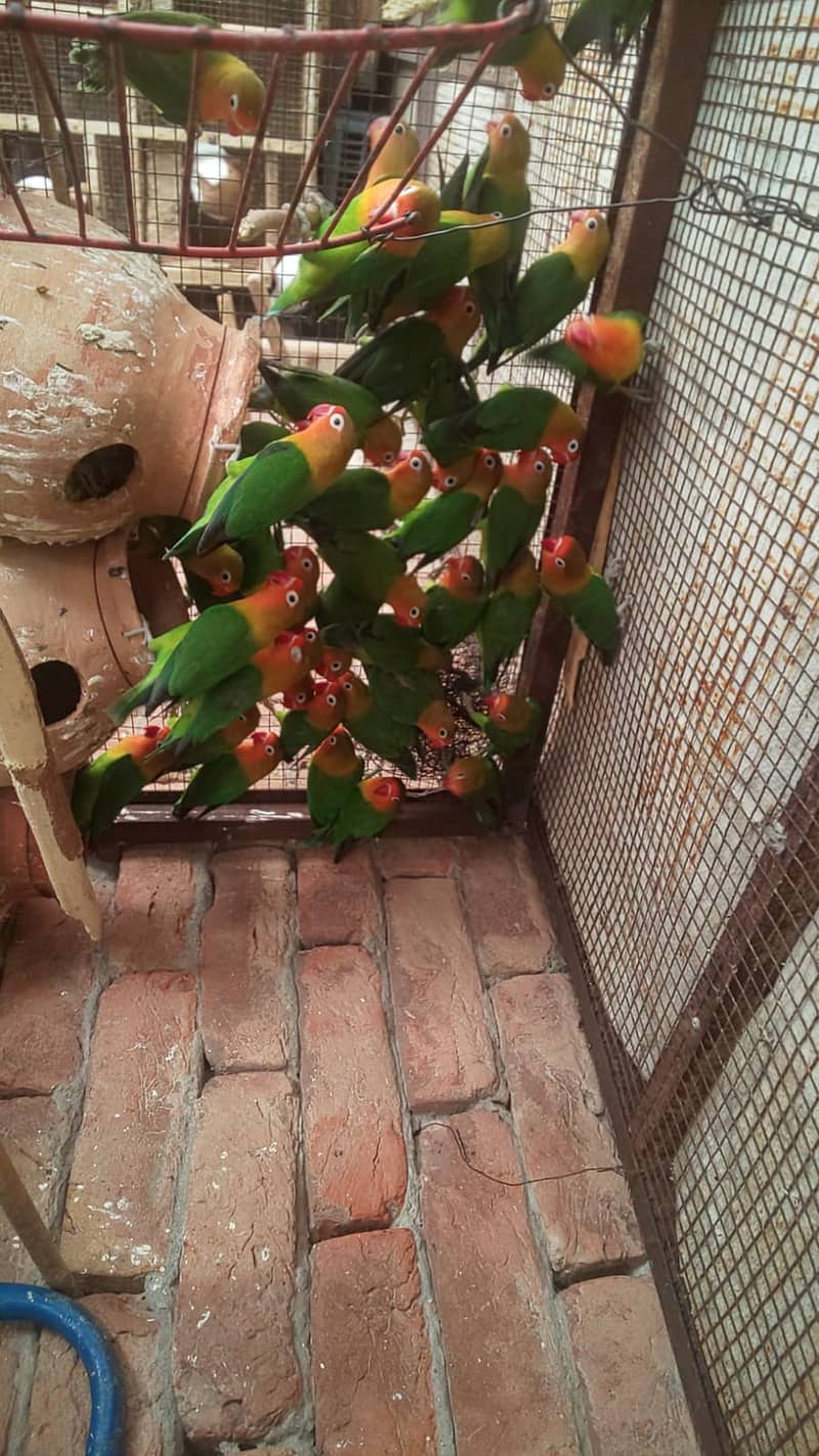 Parrots in different Rates 0