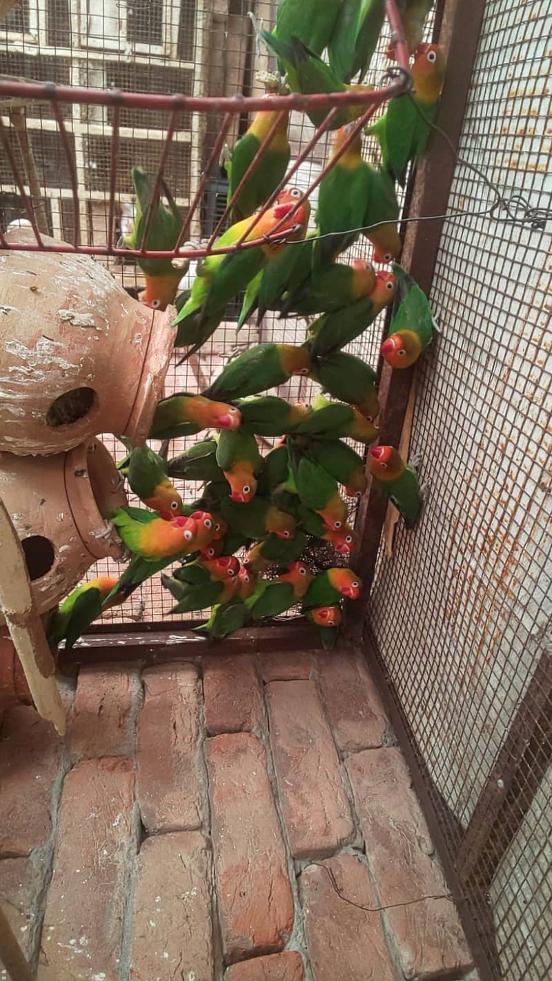 Parrots in different Rates 1