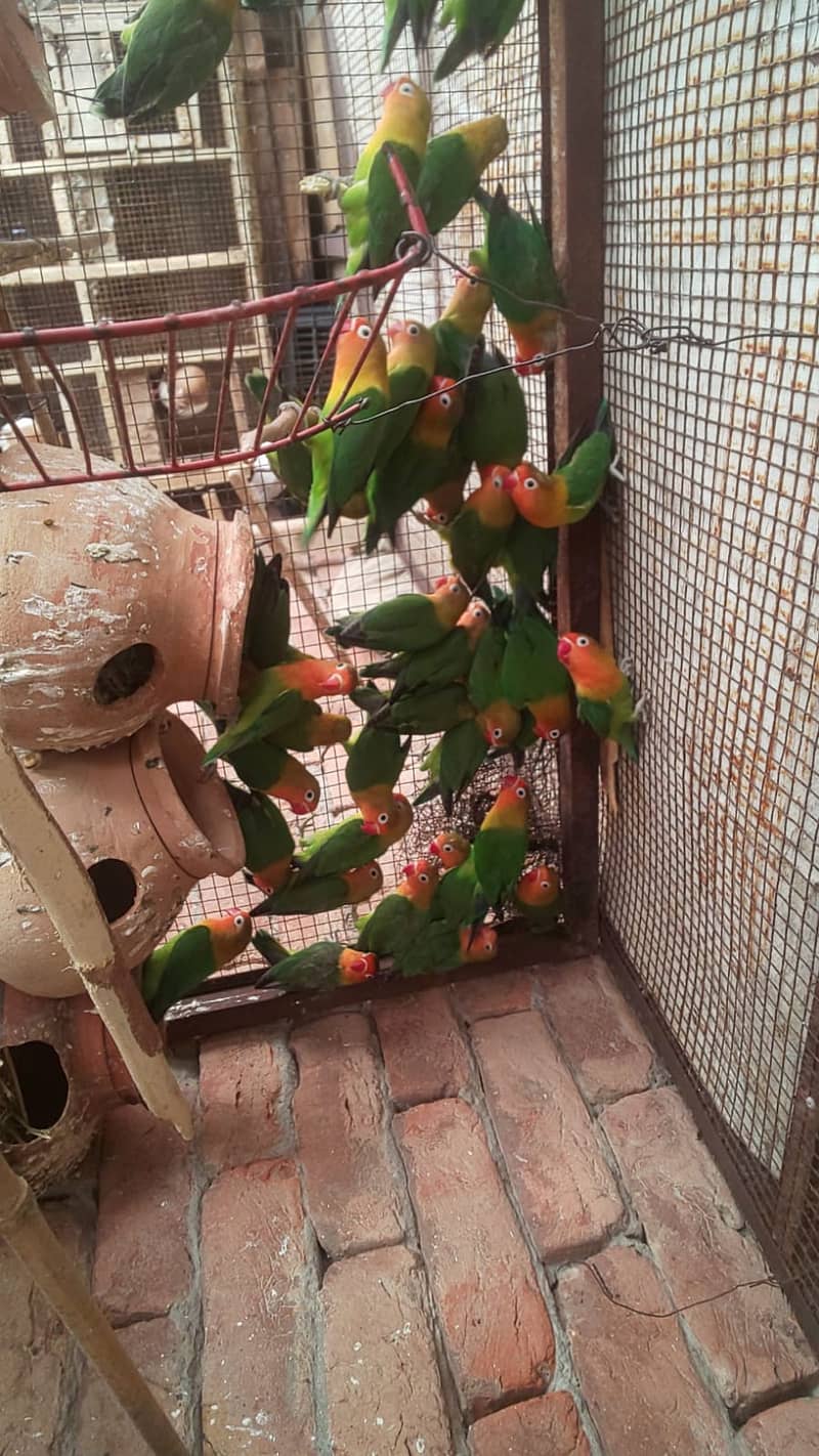 Parrots in different Rates 2