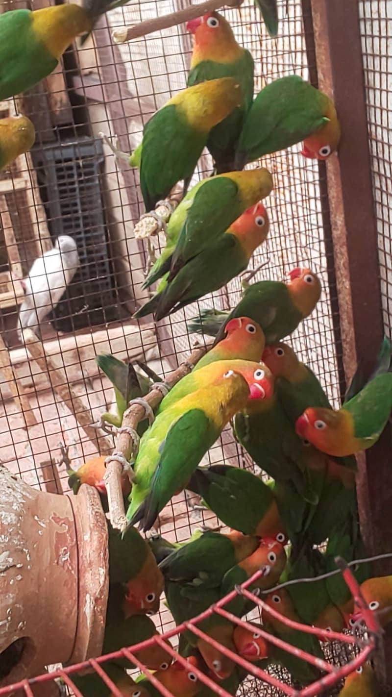 Parrots in different Rates 3