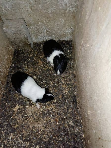 Guinea pigs  breadr pair and check Available for sale 12