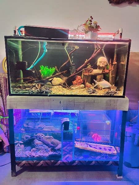 Aquarium Urgent Sale /Fish Tank/Fish Homs/Equarum Complete 2