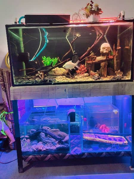 Aquarium Urgent Sale /Fish Tank/Fish Homs/Equarum Complete 3