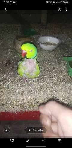 Green Parrot 0