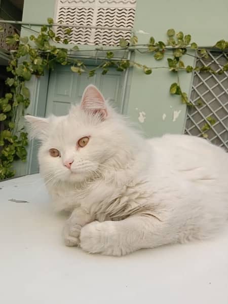 Female persian kitten 0