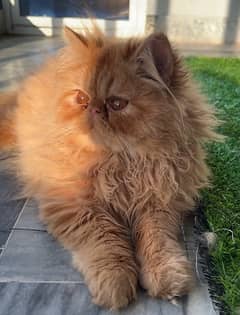 Piki Persian cat