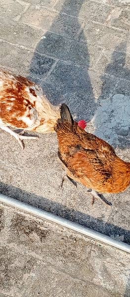 Pair of Chicken 7