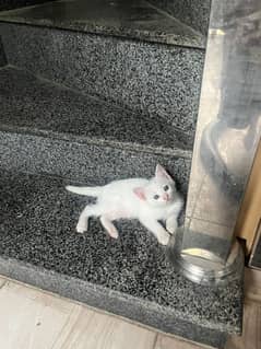 Turkish Angora Persian kitten for sale 1.5 month old
