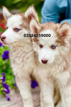 Siberian Husky Puppies Pedigree