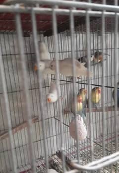 For sale love bird  Albino Red Eye Albino Splits and others
