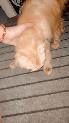 Persian cat triple coated orange cat