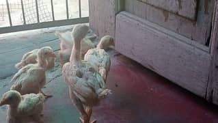 Heera Aseel chicks