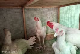 aseel chicks for