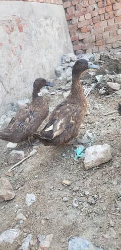 ducks or rabbit for sale female eggs laying WhatsApp no 03269189860