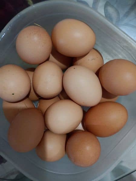 Fresh Eggs weight 55/60gms per egg(Lohmann Brown/Black Hen) 0
