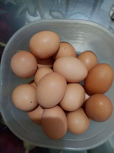 Fresh Eggs weight 55/60gms per egg(Lohmann Brown/Black Hen) 1