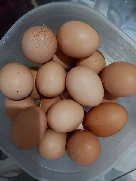 Fresh Eggs weight 55/60gms per egg(Lohmann Brown/Black Hen) 2
