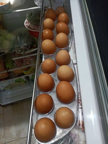 Fresh Eggs weight 55/60gms per egg(Lohmann Brown/Black Hen) 3