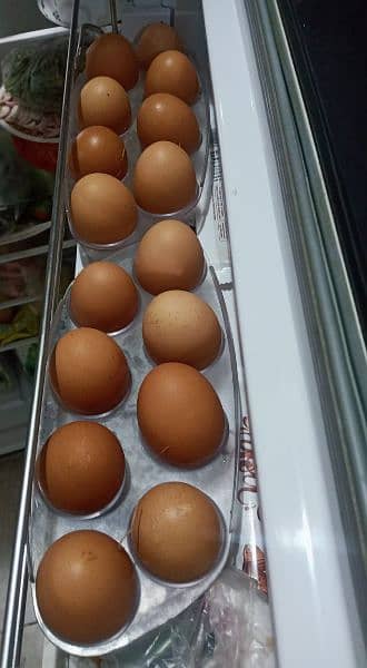 Fresh Eggs weight 55/60gms per egg(Lohmann Brown/Black Hen) 4