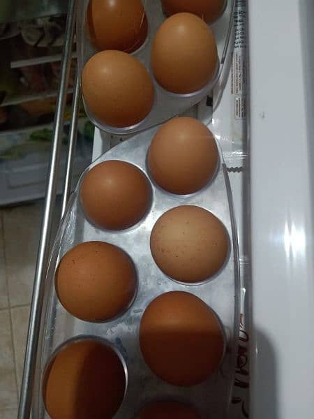 Fresh Eggs weight 55/60gms per egg(Lohmann Brown/Black Hen) 5