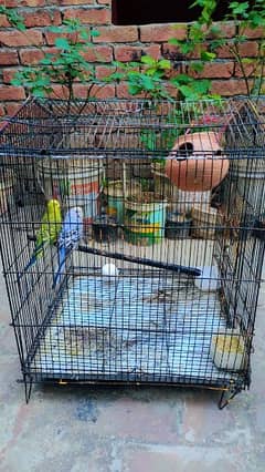 Australian Parrots and with cage pinjra