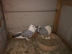 breader pair forsale contct serious Byers thanks