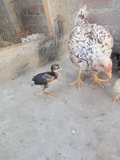 Adeel chicks