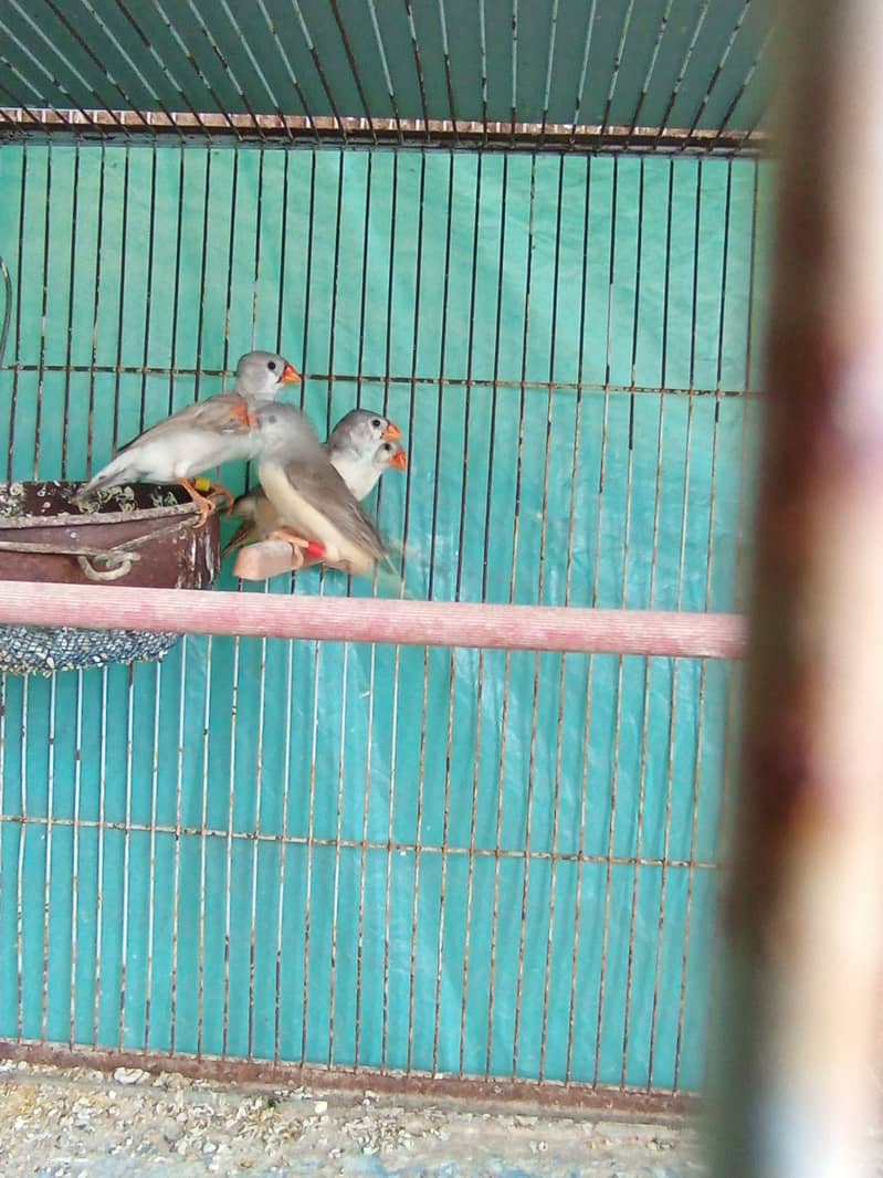 2b,3b,Bcbb zebra finch (lb,fawn,ng), splits full setup sale (no cage) 10