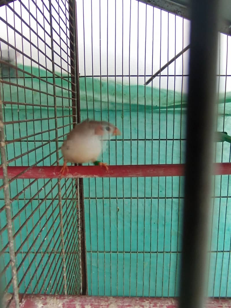 2b,3b,Bcbb zebra finch (lb,fawn,ng), splits 14