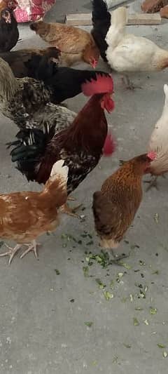 5 Egg laying hens | aik murgha 5  murghia