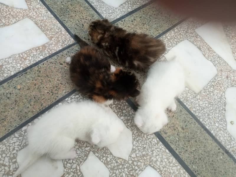 Baby  cats 6