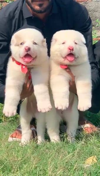 afghan Kochi dog pair 2 months for sale 0