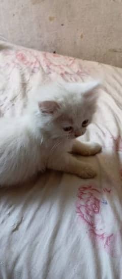 kitten for sale male female age 1 month 0324 4163483