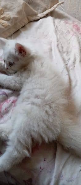 kitten for sale male female age 1 month 0324 4163483 1